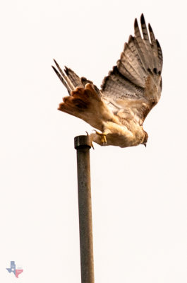 Red Tail #3