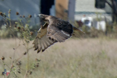 Red Tail on the Hunt