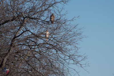 Two Birds of a Feather
