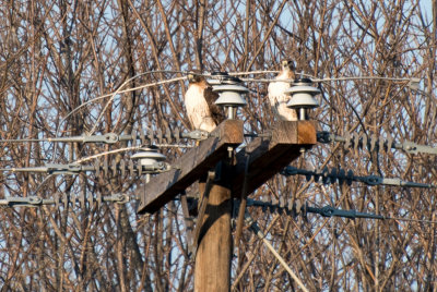 Pair