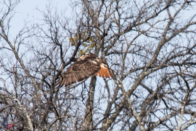 Headed for the Nest
