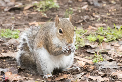Squirrel being a Squirrel on Saturday