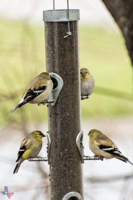 American Goldfinches