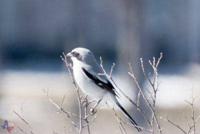 Loggerhead Shrike Butcher Bird