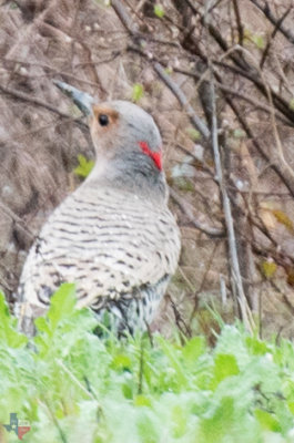 Northern Flicker (Female)