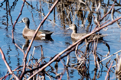 Pair of Blue Winged Teals