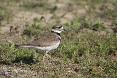 Killdeer