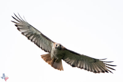 From the Nest