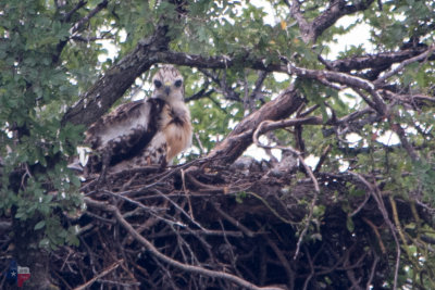 Eyases (Red Tail)