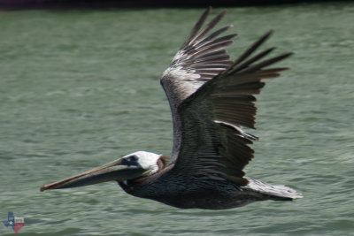 Big Brown Pelican