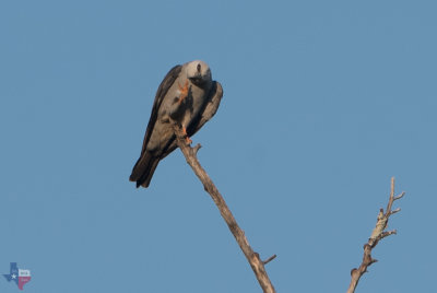 Mississippi Kite