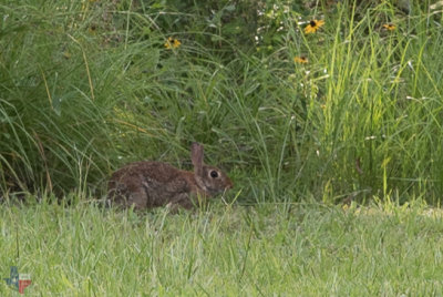 Rabbit in the Wild