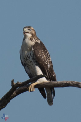 Red Tail (juvenile)