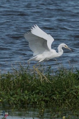 Little Blue Heron (Juvenile)