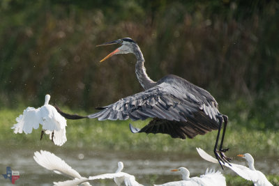 Great Blue Heron