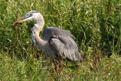 Great Blue Heron