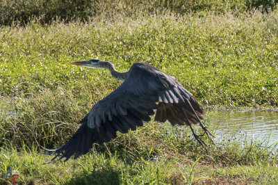 Great Blue Heron