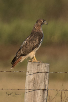 RedTail Hawk