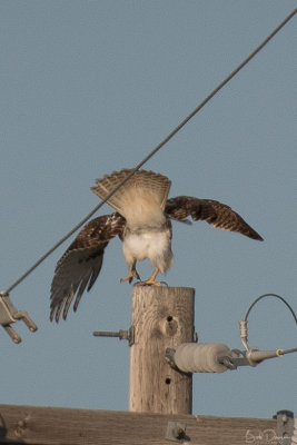 RedTail Hawk