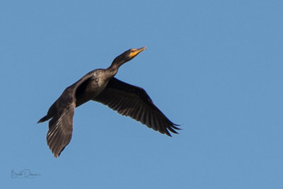 Cormorant