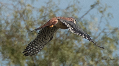 American Kestrel