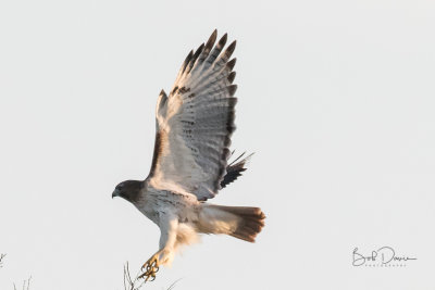 Red Tail Hawk