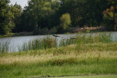 RCD_4099.JPG