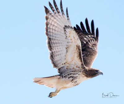 Jobsite Red Tail