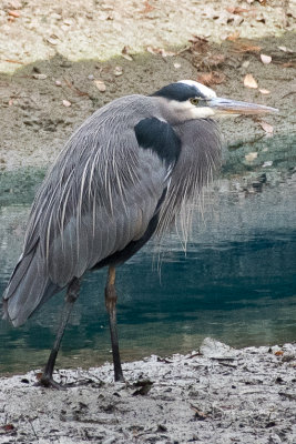 Heron