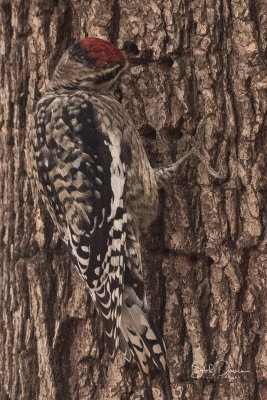 Yellow Bellied Sapsucker