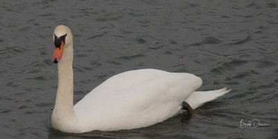 Mute Swan.jpg
