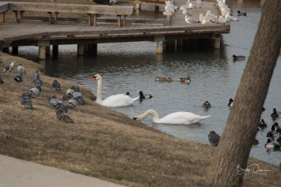 Mute Swans at Josey Lake.jpg