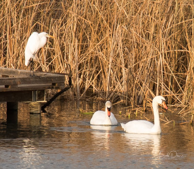 Swans & Egret.jpg