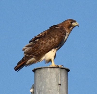 Red Tail