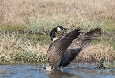 Canadian Goose