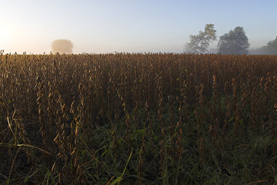 Soybean field - Alexander County, IL