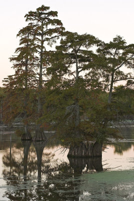 Bald Cypress Trees, Autumn