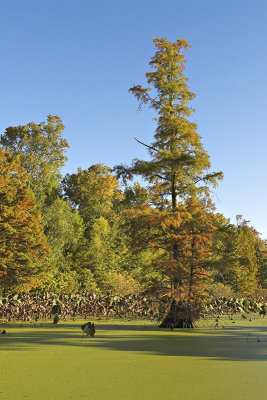 Bald Cypress