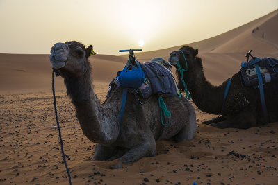 Sahara Desert - Morocco