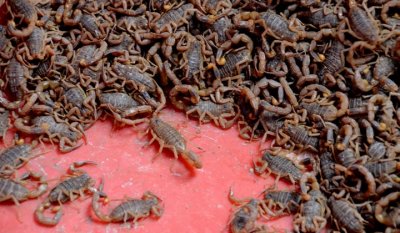 Scorpions at Marketplace, Guangzhou 3611