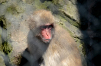 Japanese macaque at Odawara Castle 3732