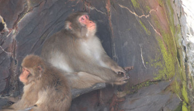 Japanese Macaques 4038