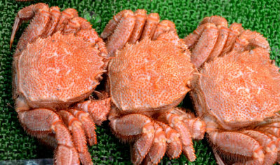 Hokkaido Hairy Crabs 4088