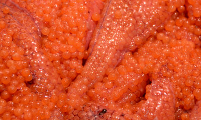 Sujiko (salmon roe) 4097