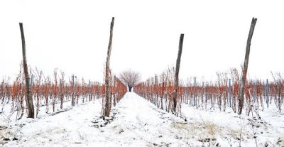 Vineyards during winter