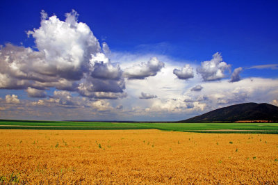 Summer, near Vrsac