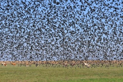Flock of common starlings