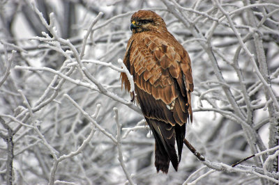 Buzzard- NOT FROM ZOO