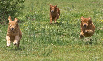 Dogs at Play