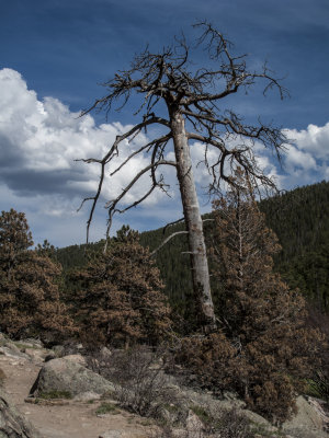 Rocky Mtn. NP
